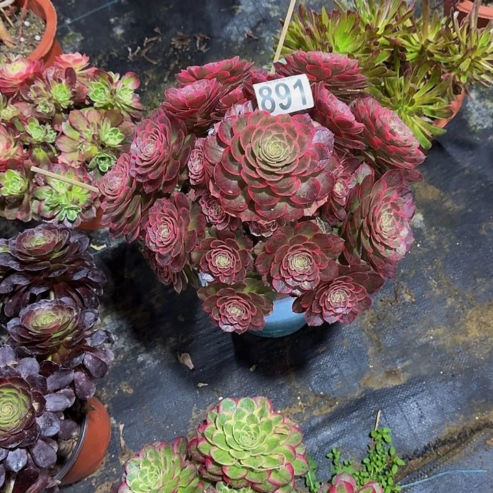 怠*00000000000891粉花妖