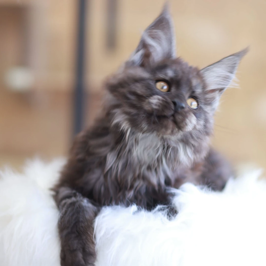 Cat Valley缅因猫 烟灰色妹妹-奥利奥B7060