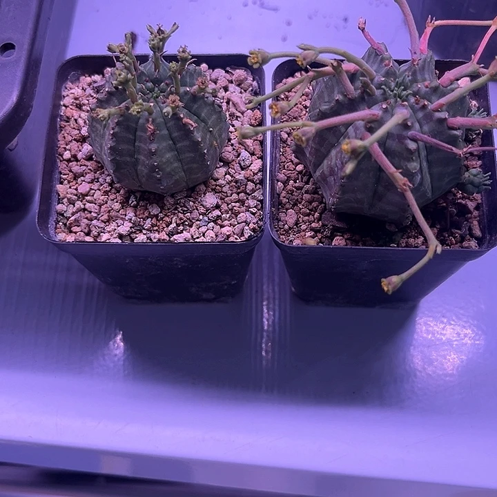 法利达多肉植物两个