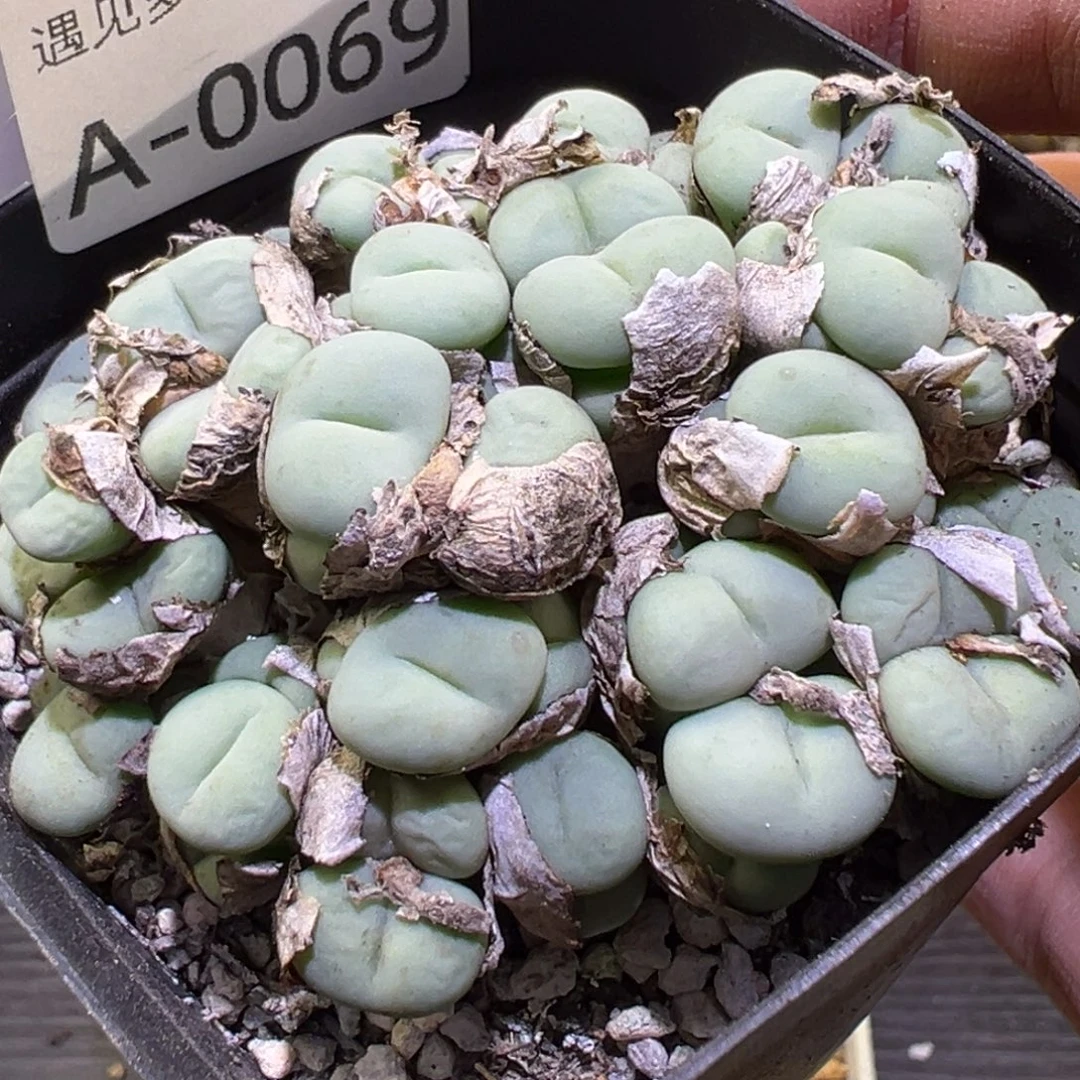多肉植物111111111111