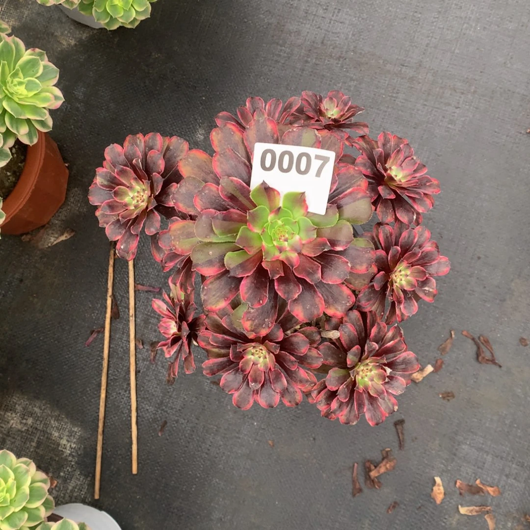 幽默画0007法师多肉植物2500000
