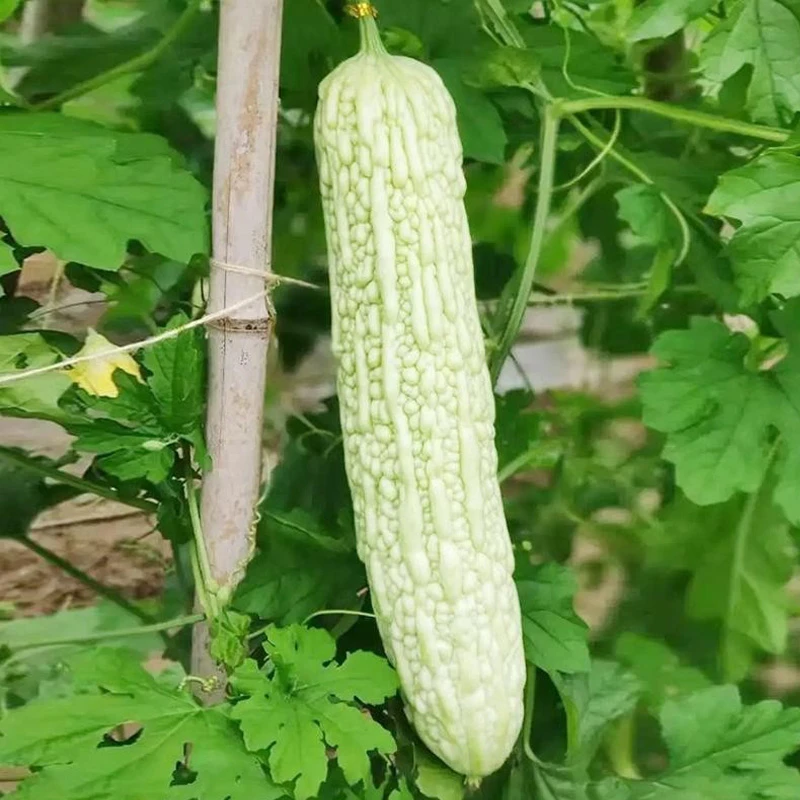 【满5包包邮】长白苦瓜种子白玉苦瓜种籽子春季秋季庭院四季阳台盆
