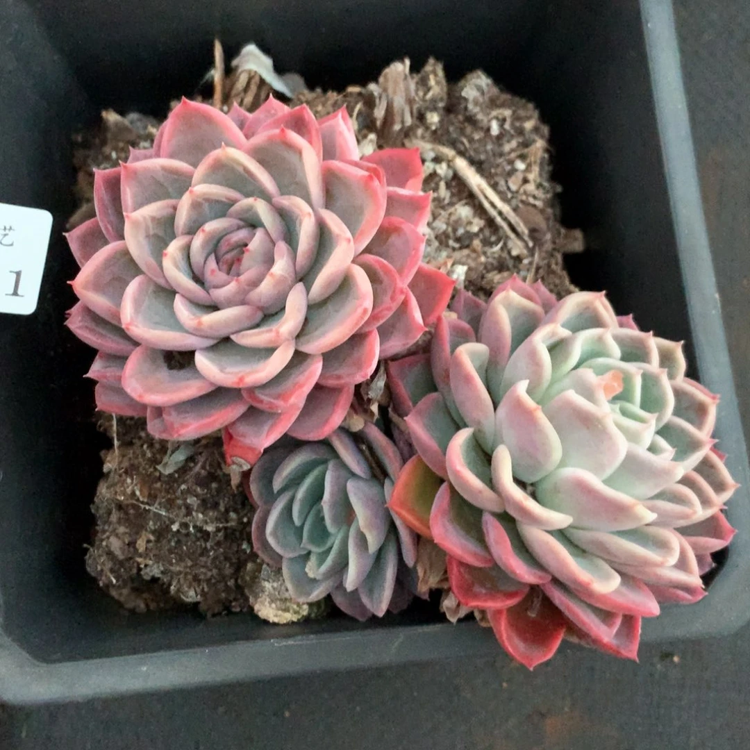 3221杂交多肉植物基地