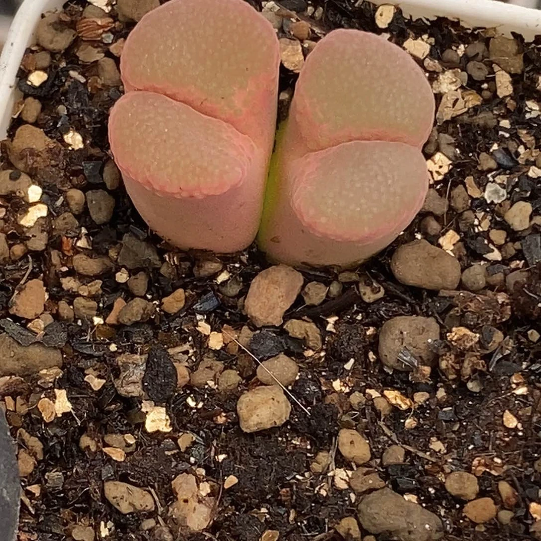 玲*玲桃喜花园0610-24风铃