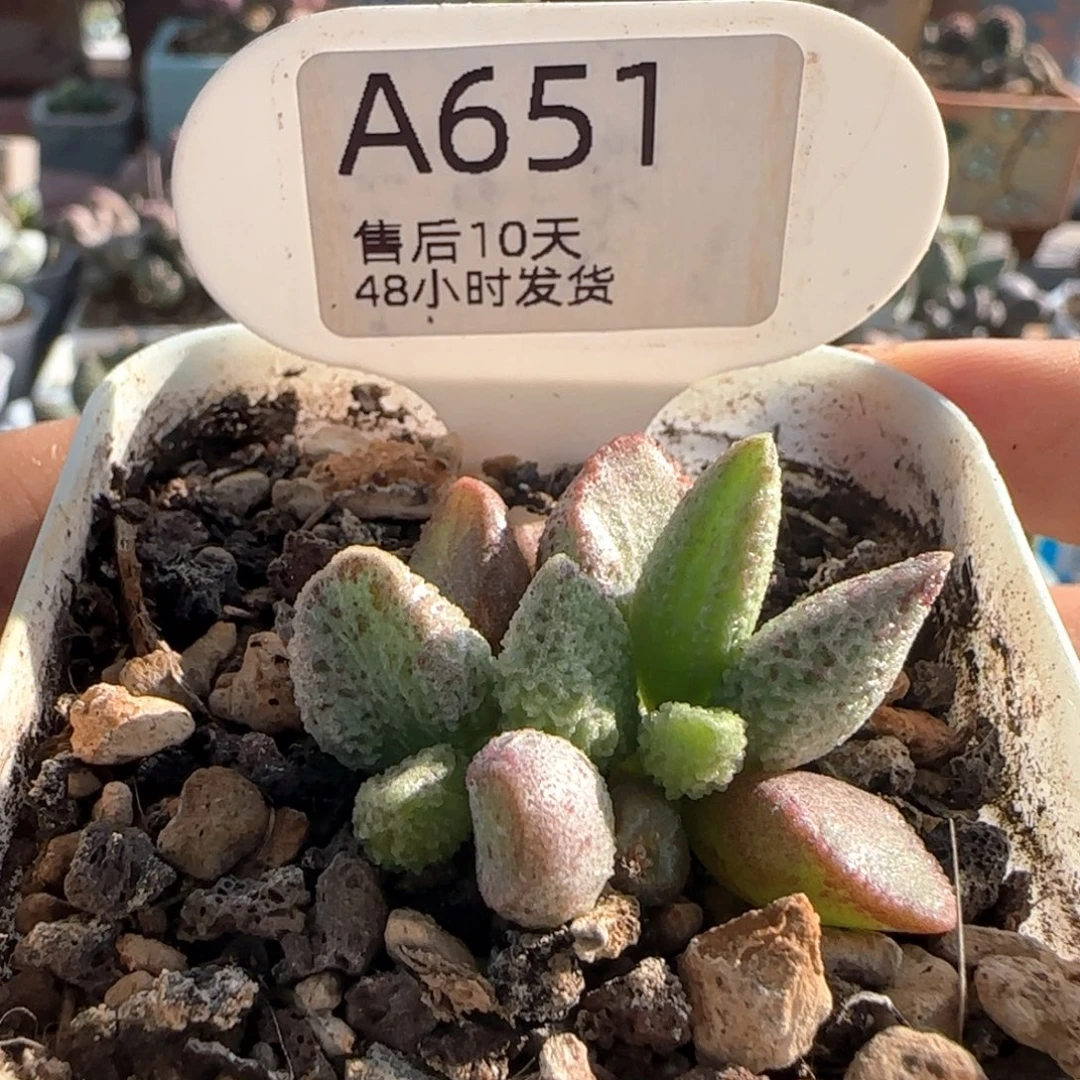 小***糖补差价。   651。