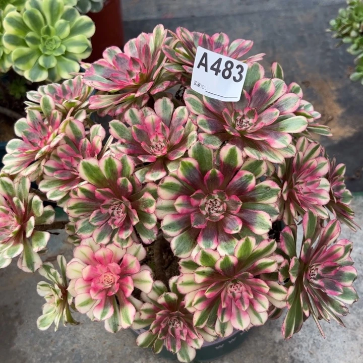 483红铜超白朵朵25厘米左右