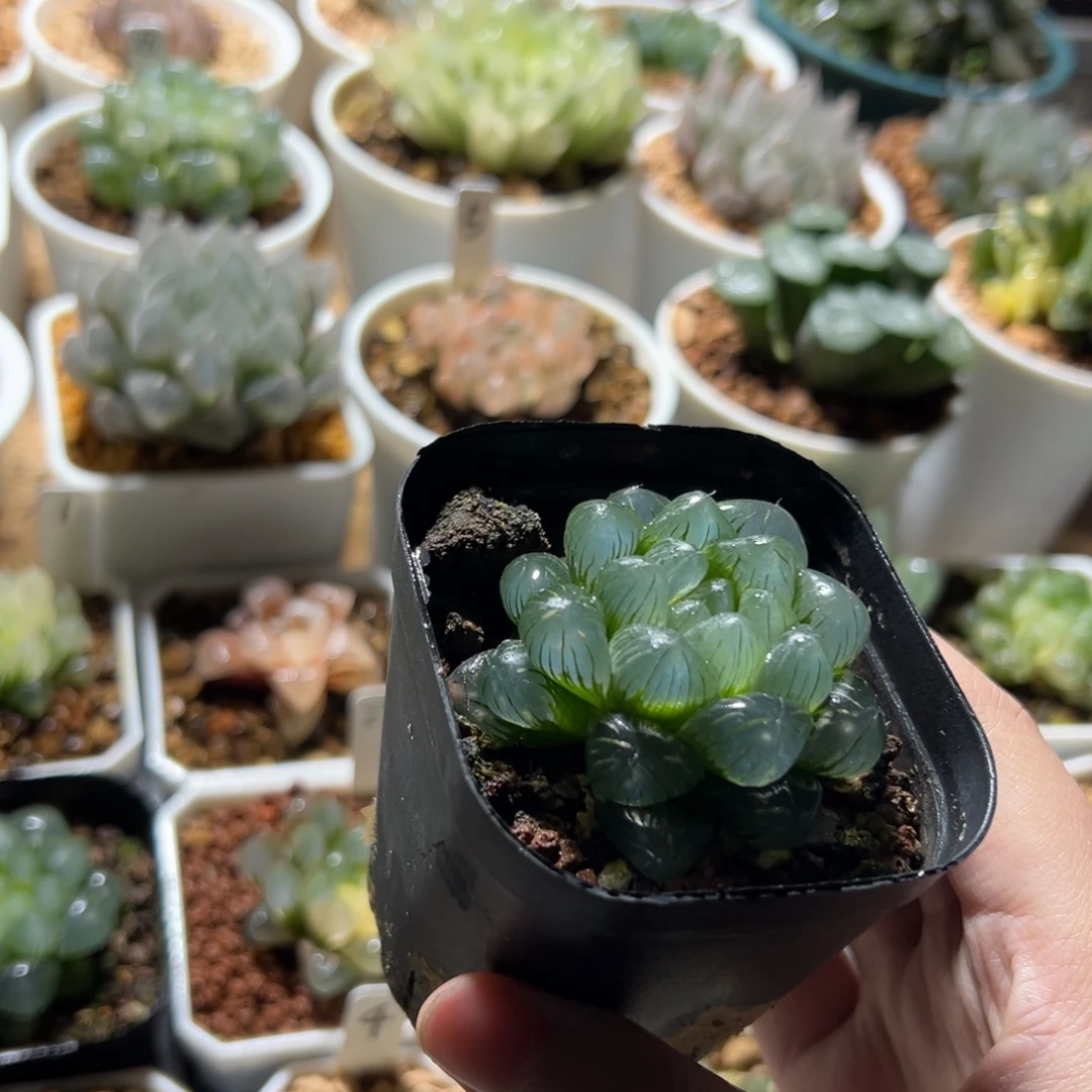 翠冰玉露多肉植物