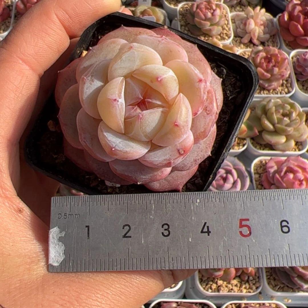 果***?252 多肉植物组合盆栽