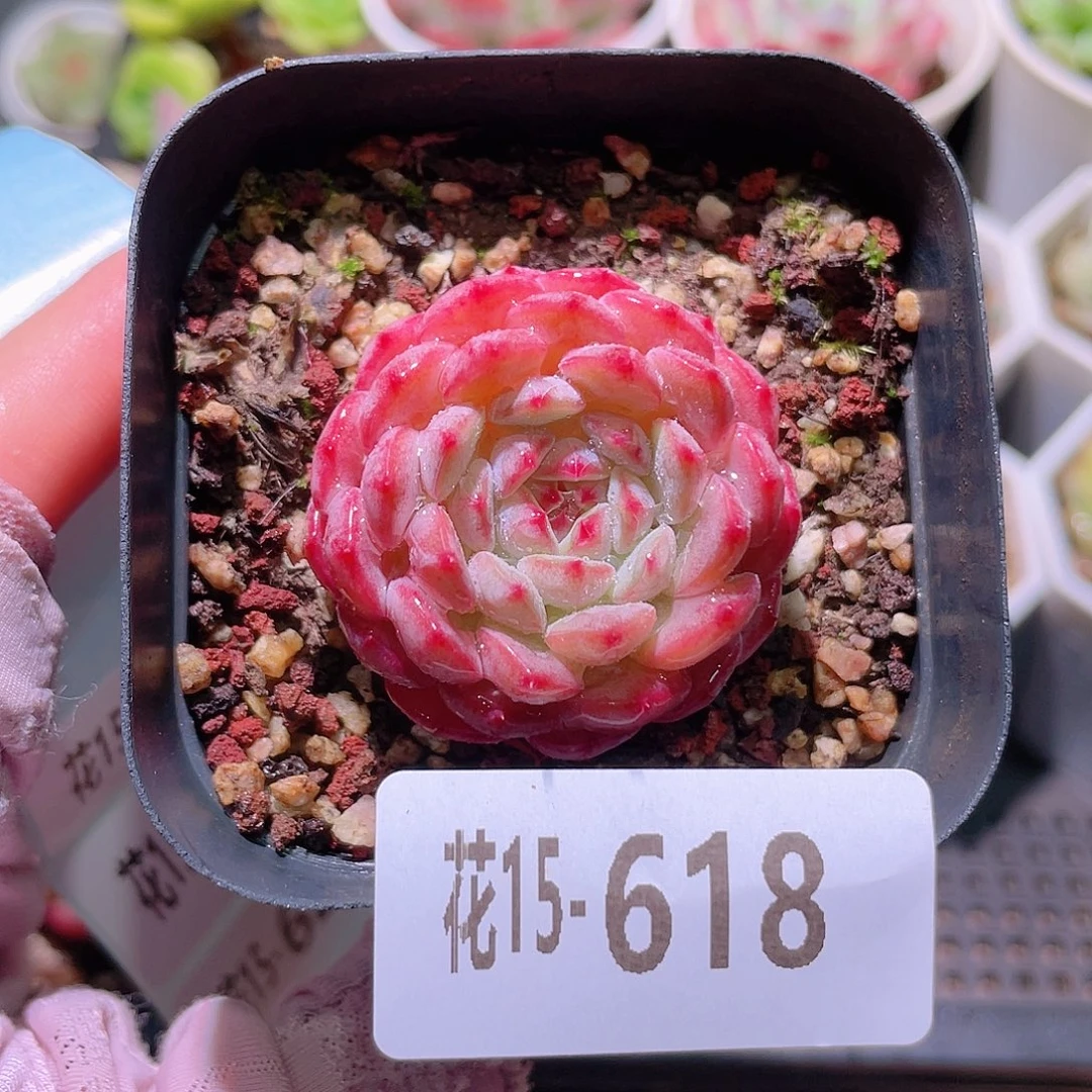 花利美15-618哈尼