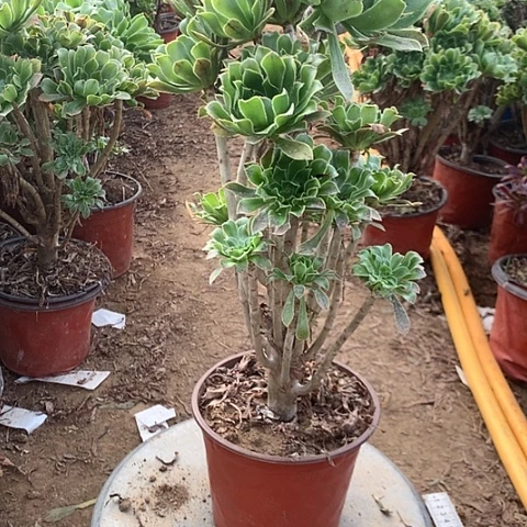 原始绿植物多肉法师20号