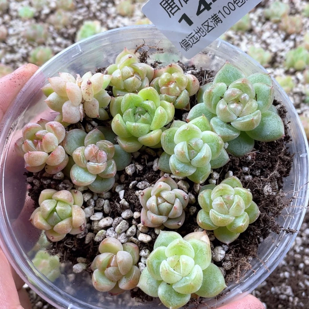 珍妮混一物一拍144