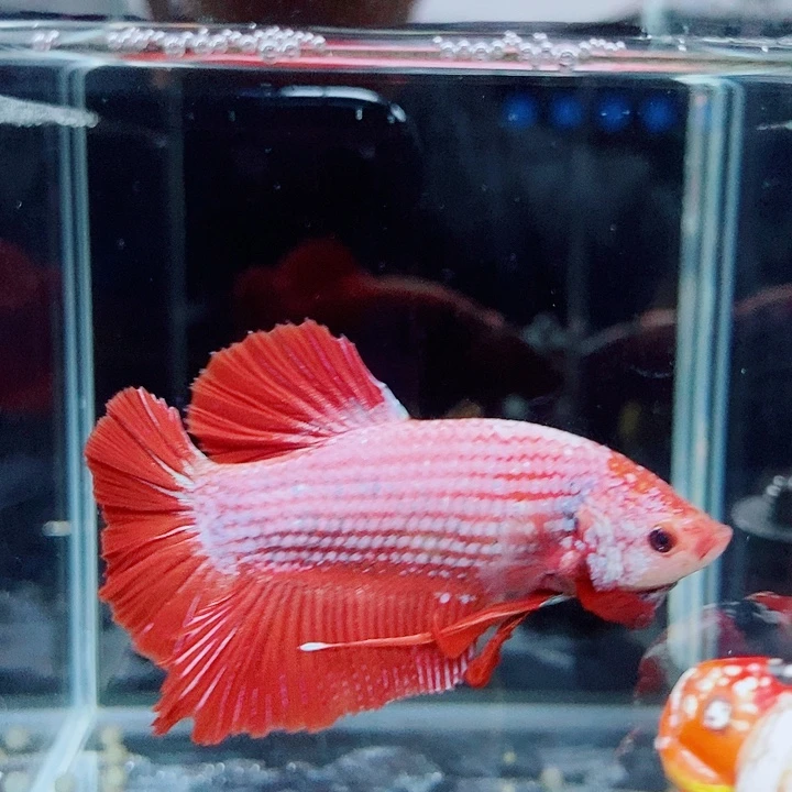 斗鱼黑118号巨斗将军