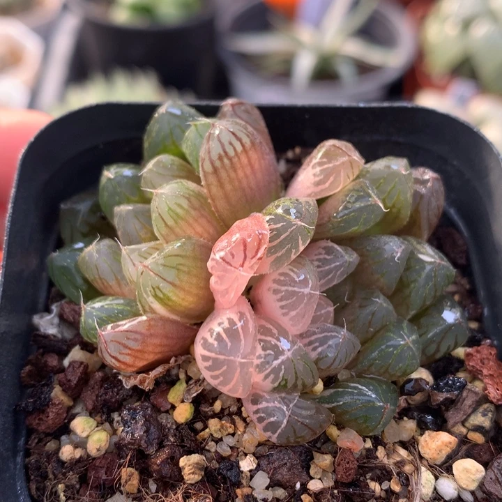 红楼玉露锦，带盆一起