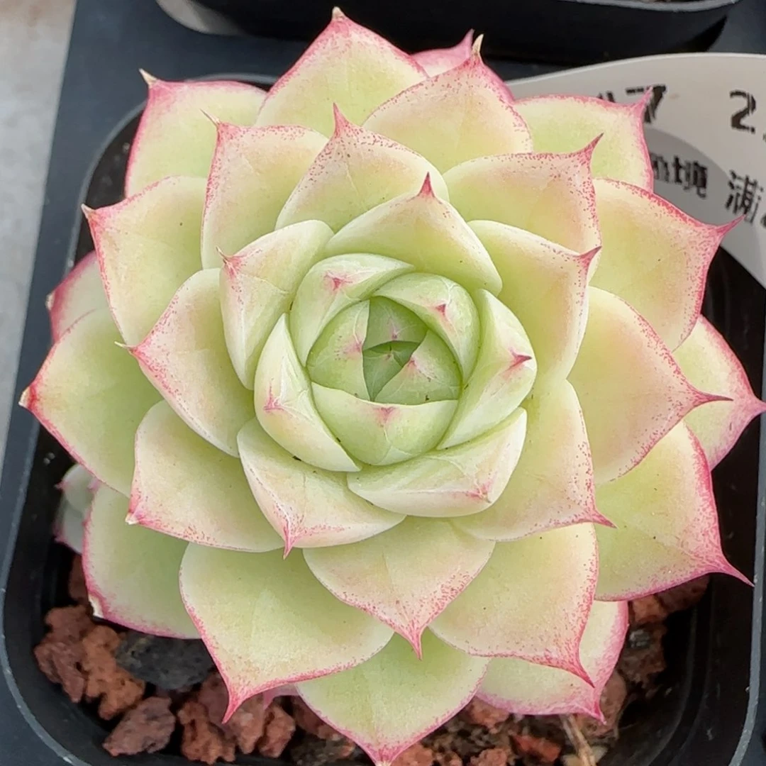 花语逸境0219-147