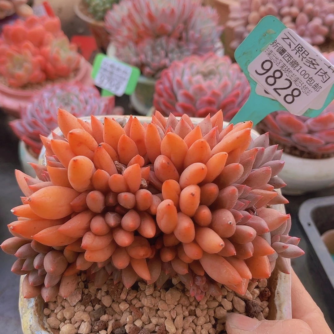 9828红蜻蜓多肉植物