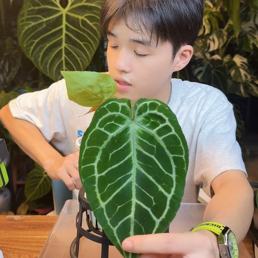 完全开放H182哪吒杂红水晶