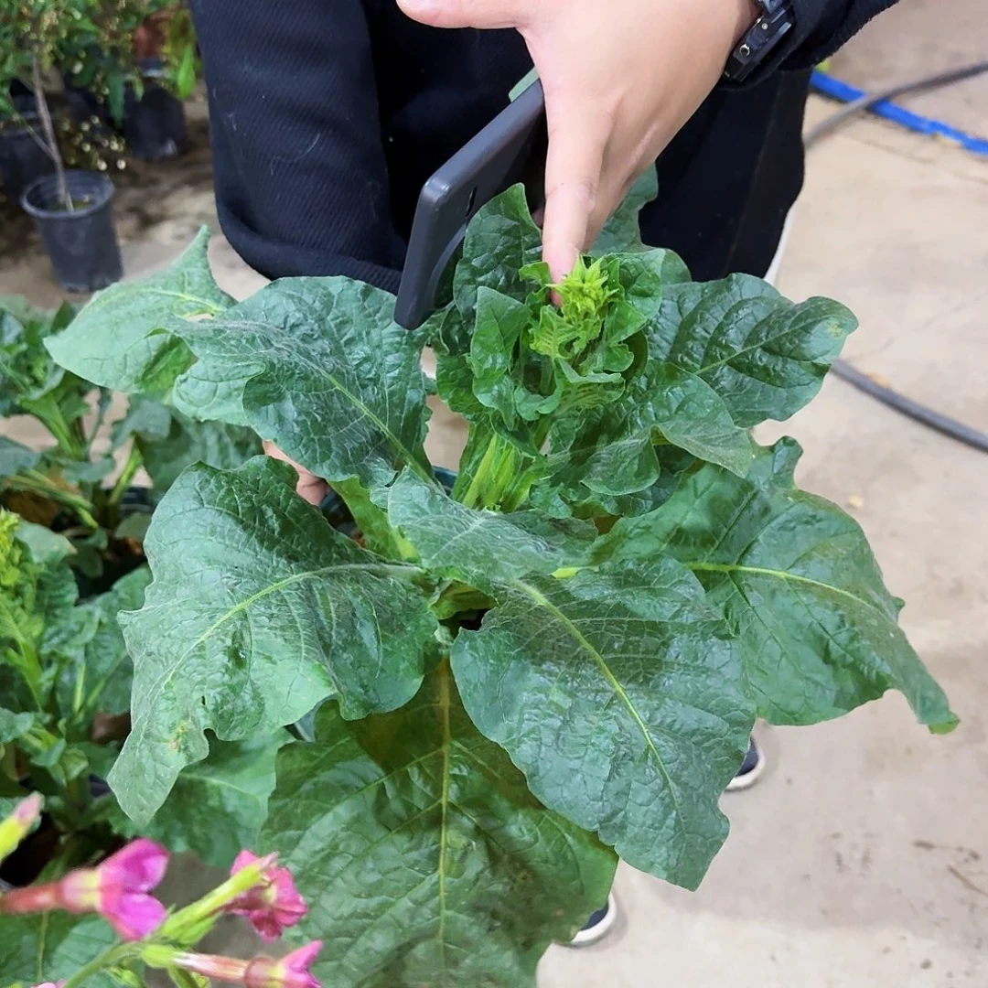 全部花苞花烟草1加仑