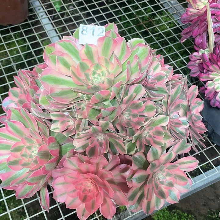 812 多肉法师多肉