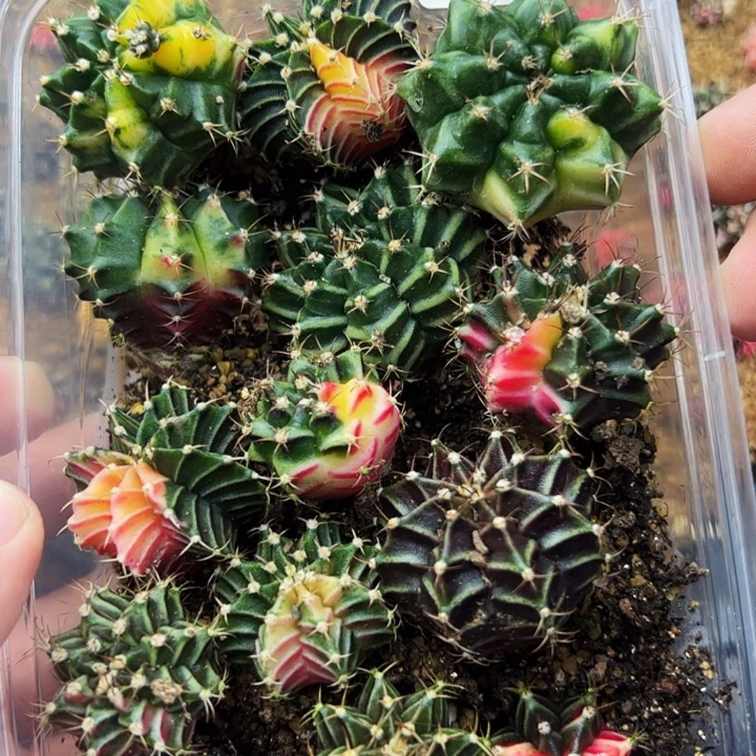 当前无花栽培后可以开花905