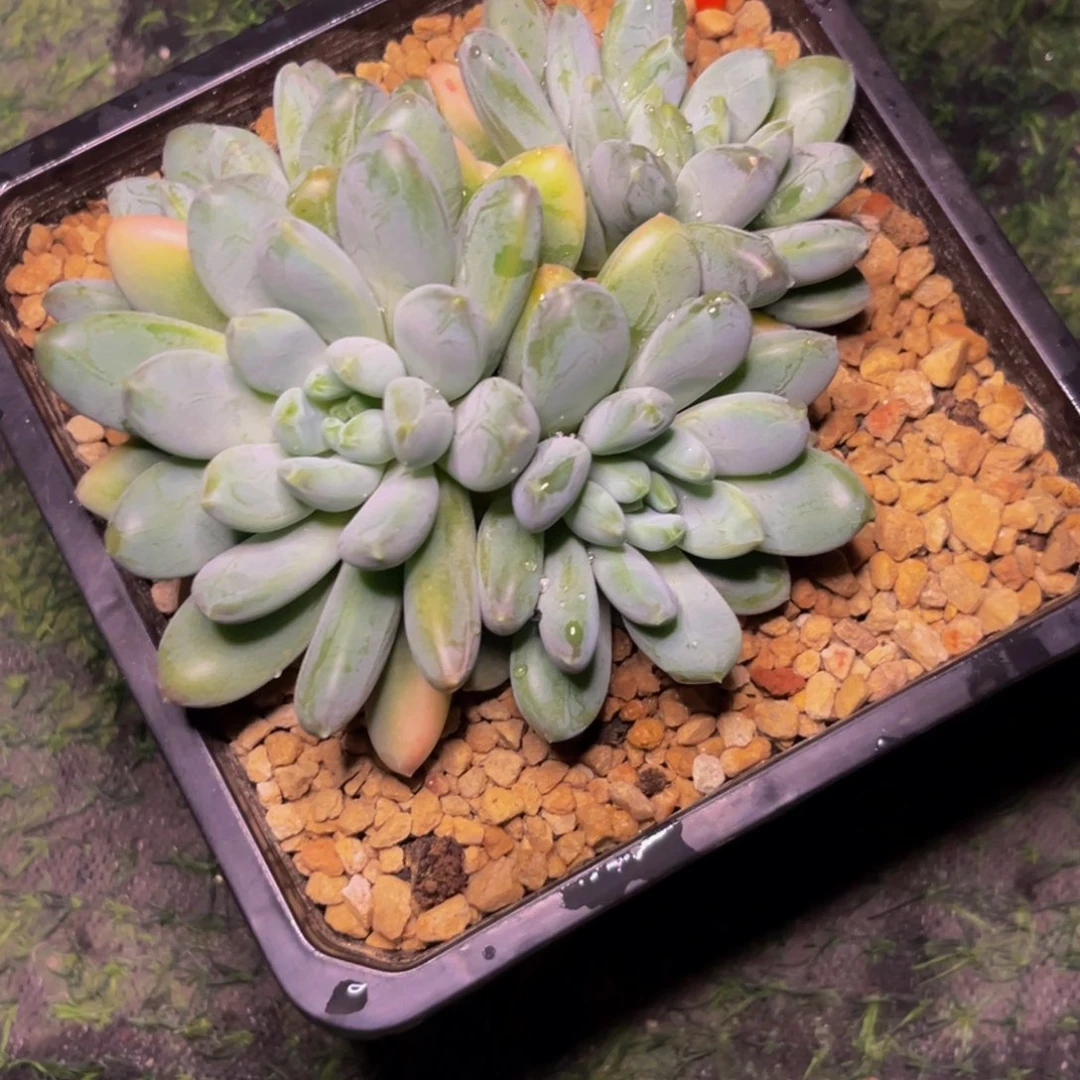 2335下午多肉植物群生