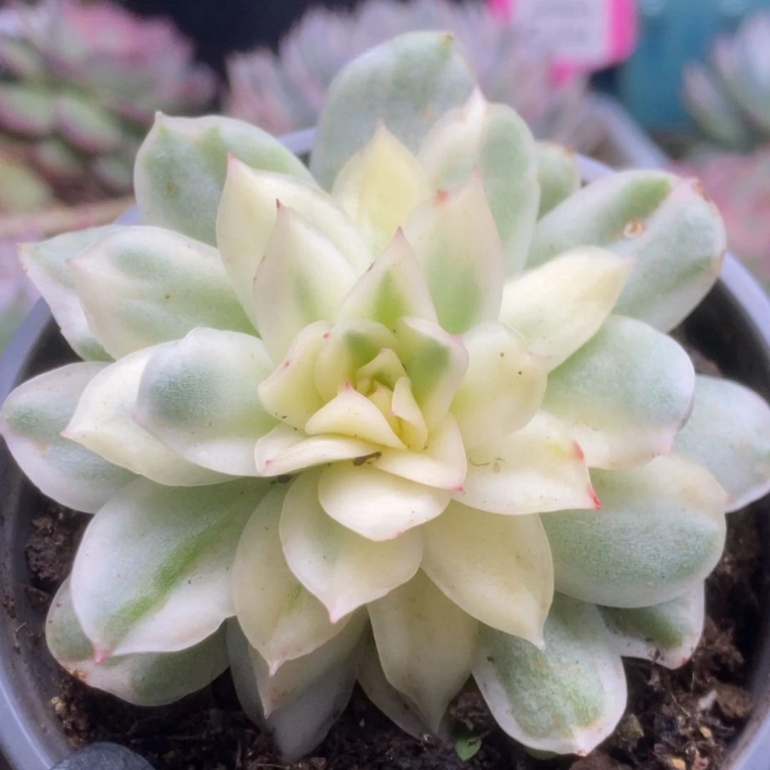 075仙影锦锦锦锦锦锦