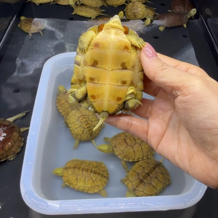 周***象宠物龟公母搭配微瑕