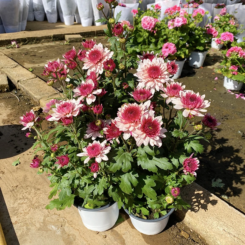 波多利粉色小雏菊(颜值高 花期长 好养)庭院阳台开花植物