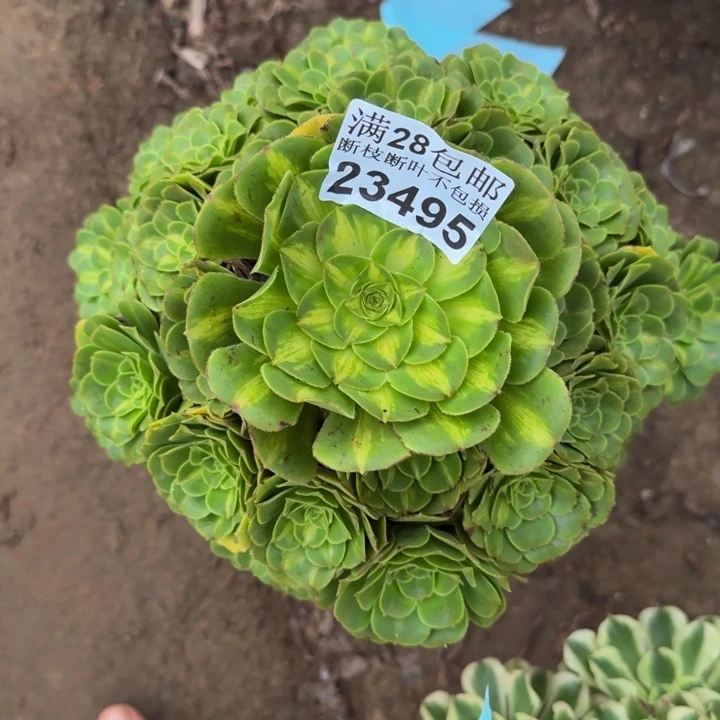 23495琉璃多肉植物