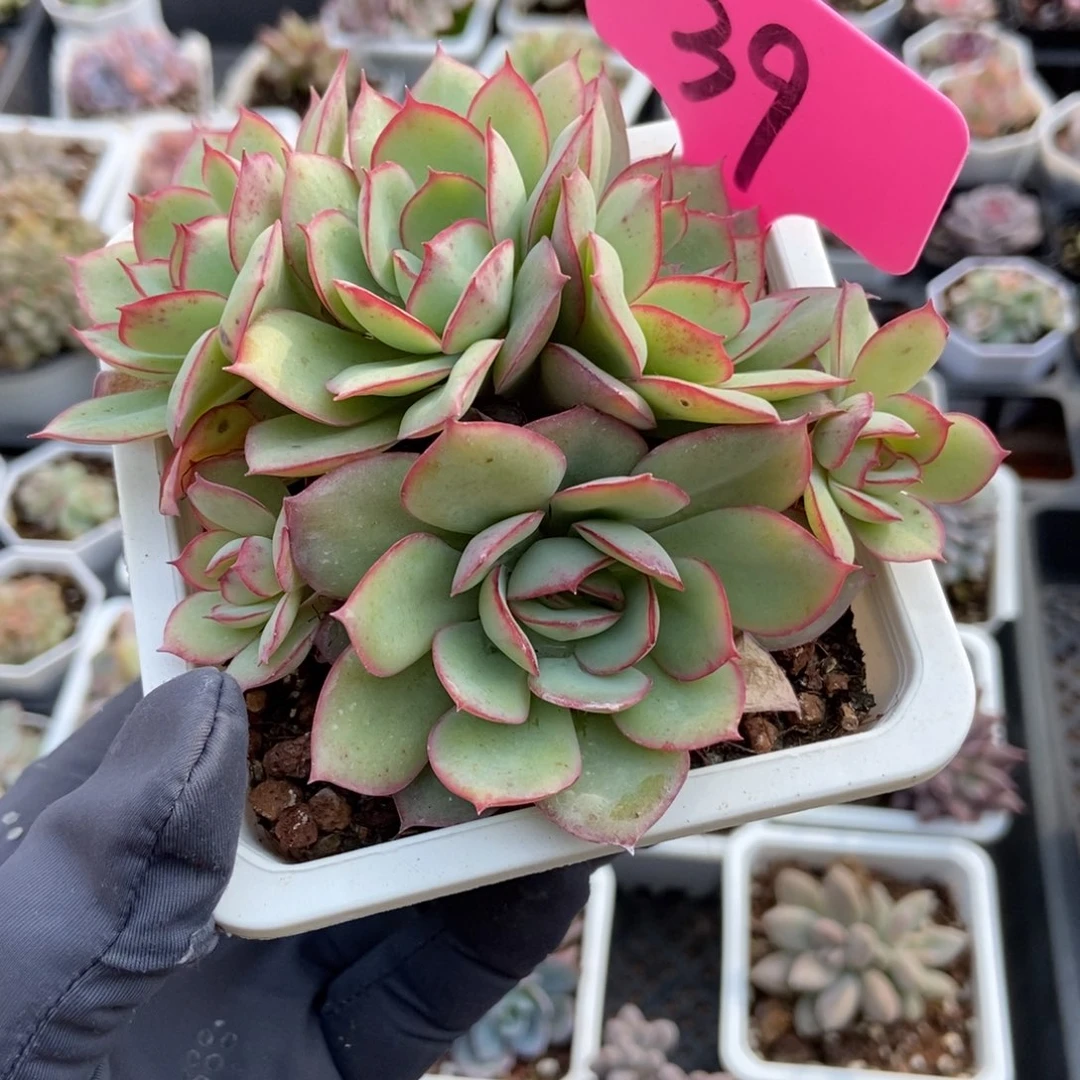 39牡丹亭多肉植物多肉