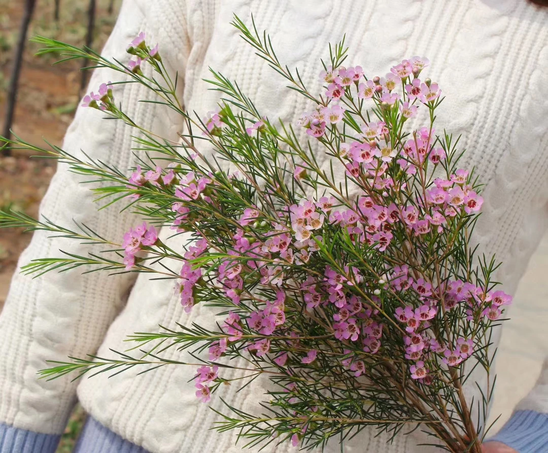 27 粉色腊梅一小把+混色短杆风铃一小把+混色单瓣紫罗兰一把