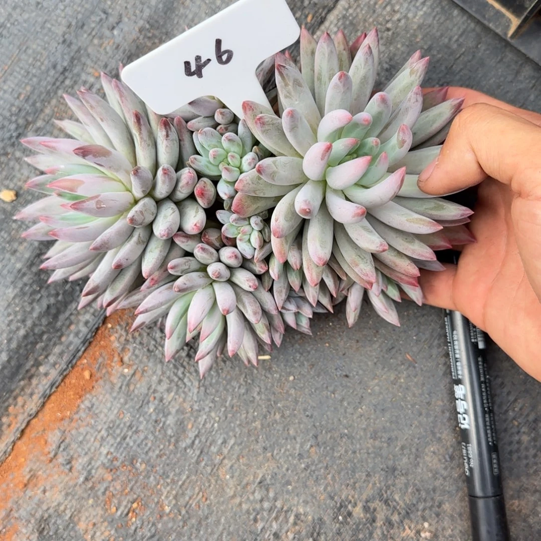 一物一拍白底虞美人优选46