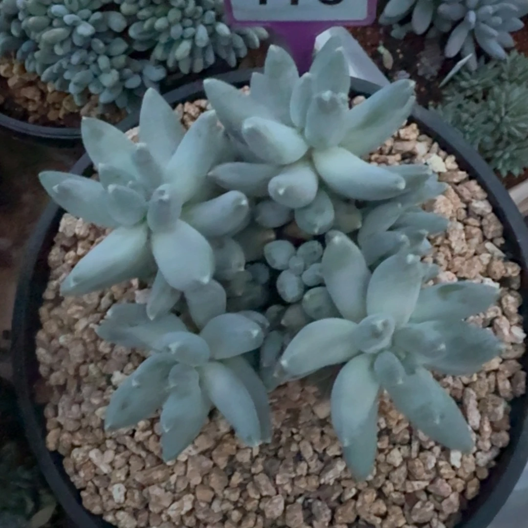 星空美人多肉植物778