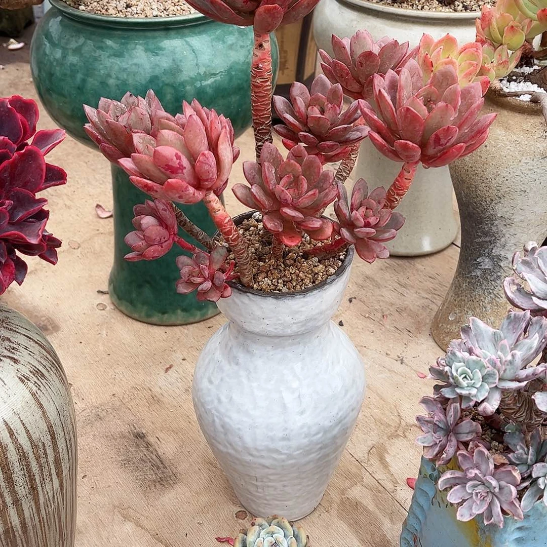 我们都市里有很多的小伙伴