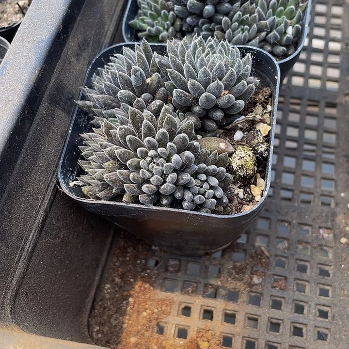 点石莲3.8带盆土