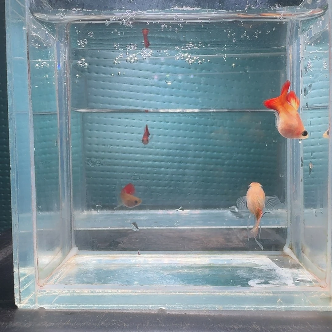 流***钰孔雀鱼皇家落日球c一对