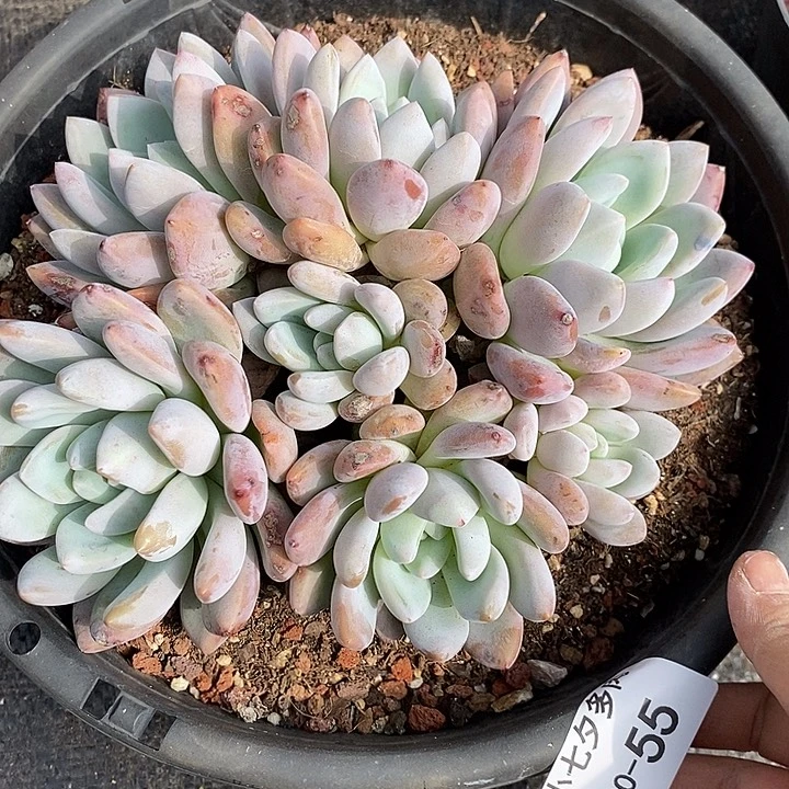 小七夕多肉不知名55