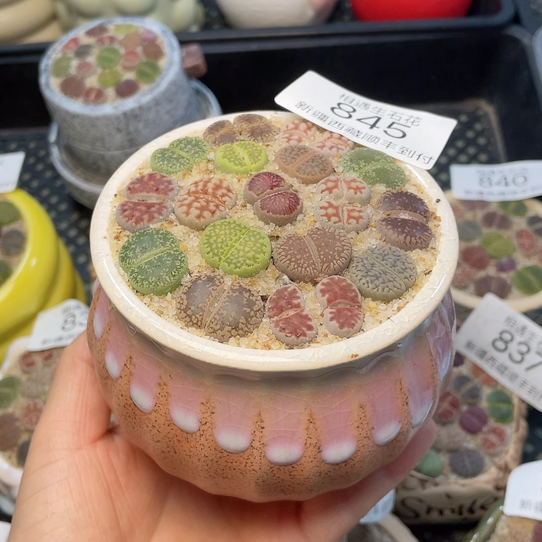 相遇开播福利845