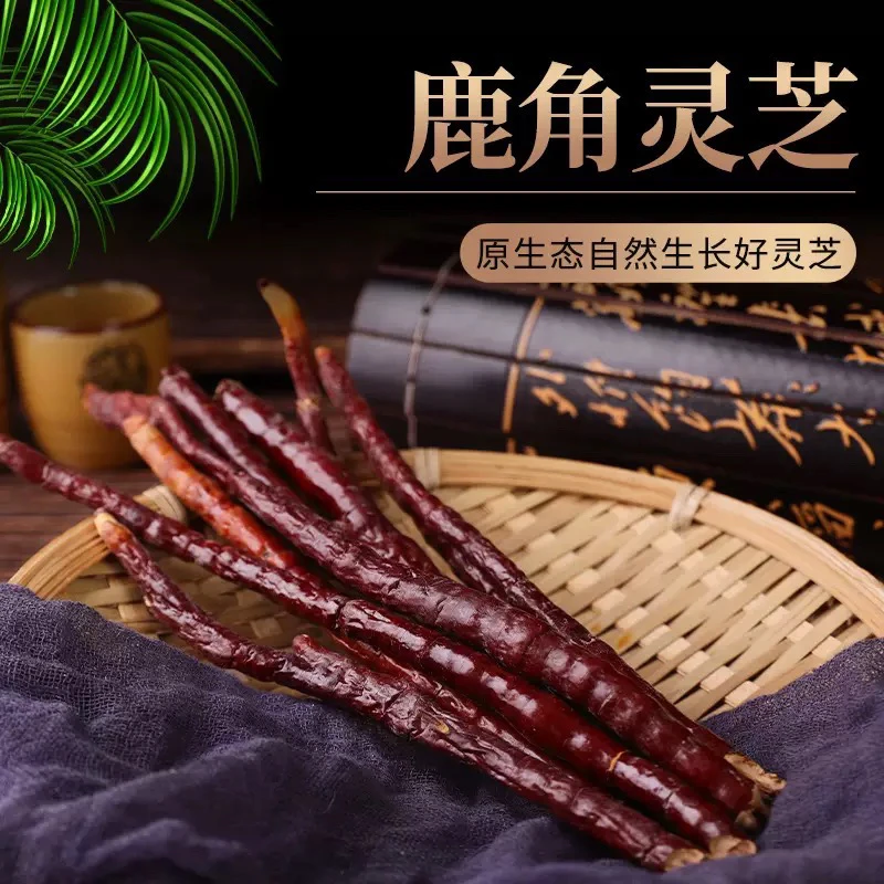 高山自采【天然鹿角灵芝】滋补养生泡酒煲汤佳品