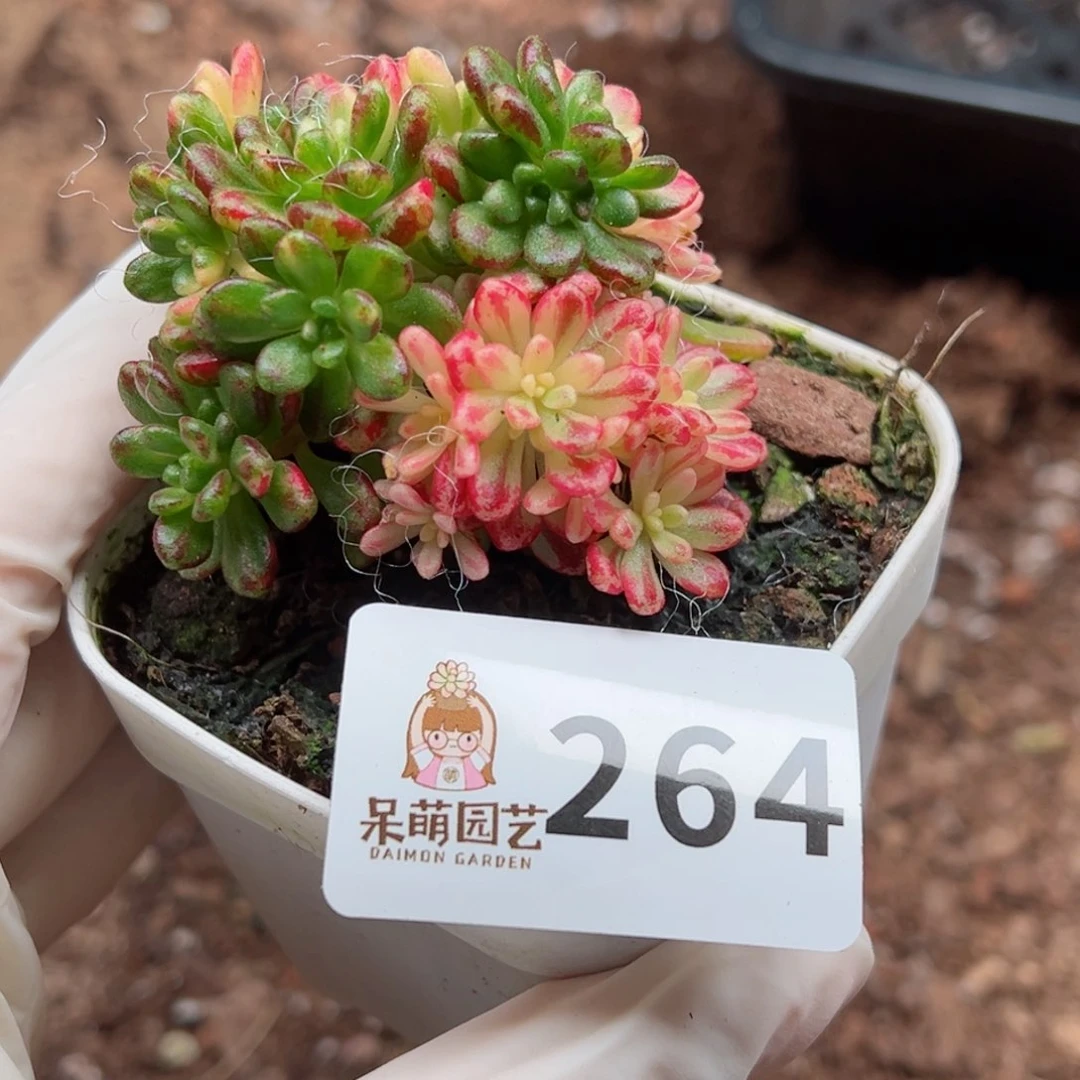 凤*多肉植物多肉植物