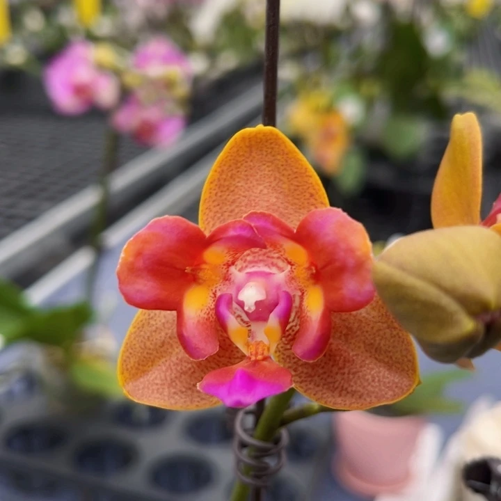 少量花朵（建议范围：2朵-5朵 或40%以下）