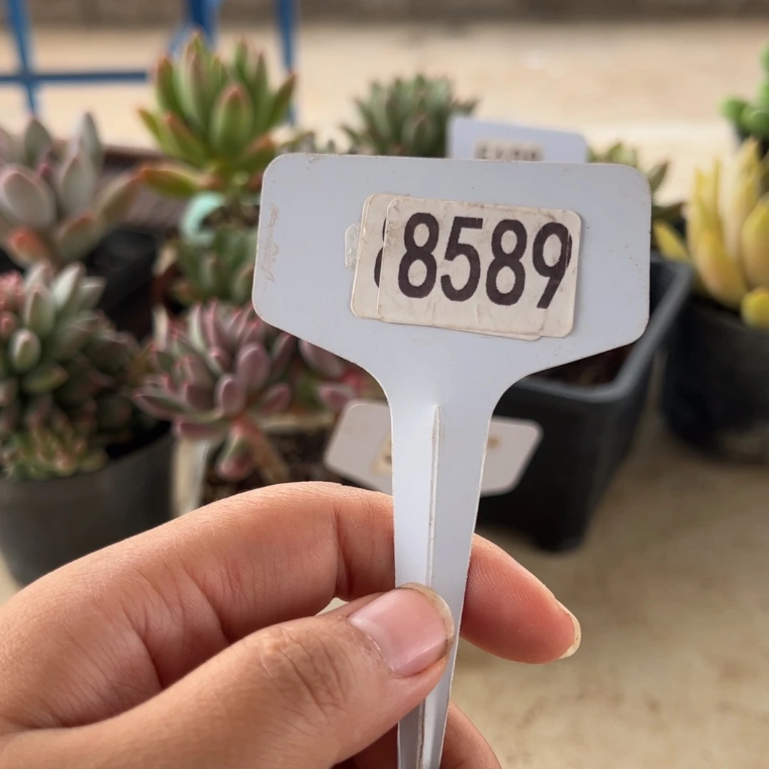 【闪购商品】P8589。 1111111