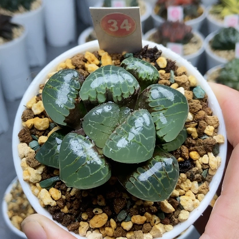 【闪购商品】34冰魄女王