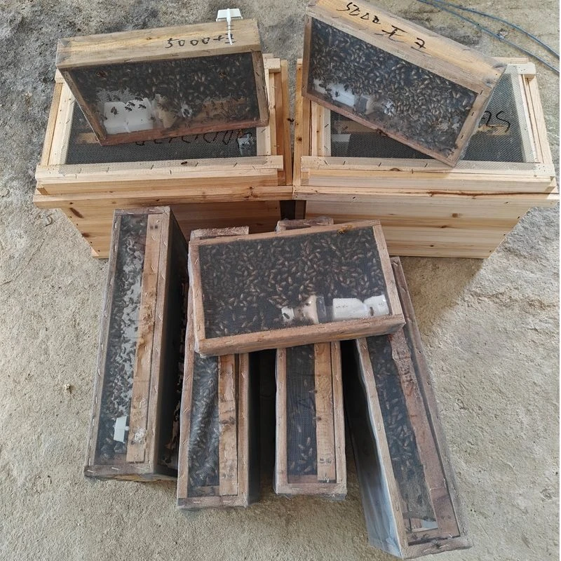 中华蜜蜂活体蜂群带王优质养殖中蜂群授粉蜜蜂