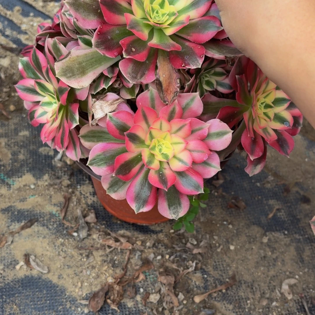 802多肉植物捧花的