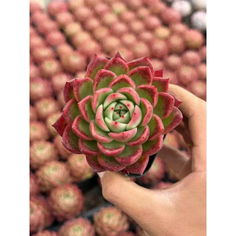 6#样样红青春版 多肉植物前男友精品多肉SM468