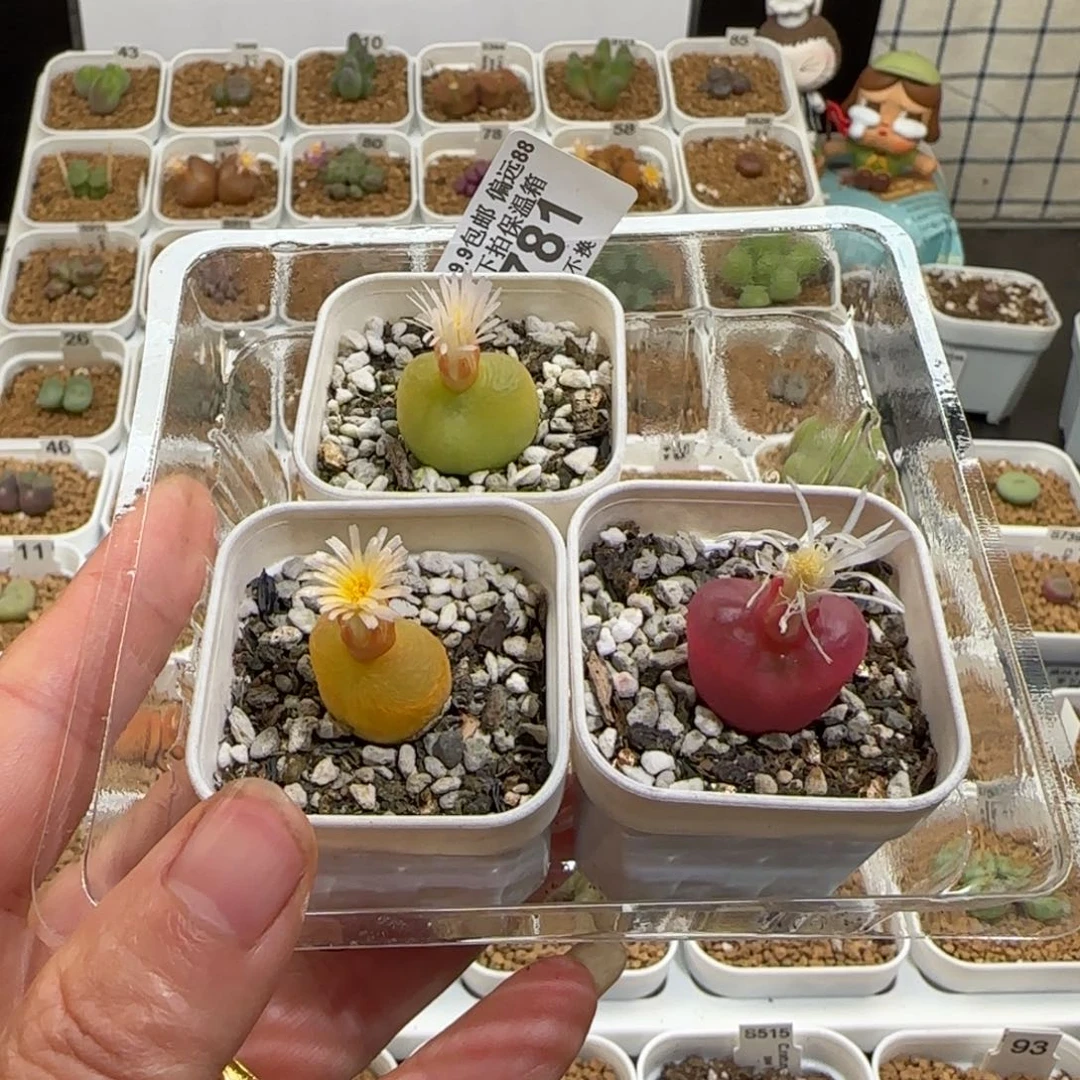 肉锥多肉植物组合-组合781