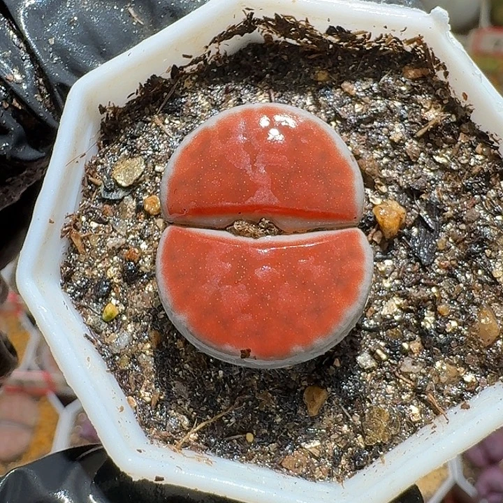 生石花3:：。在。656号