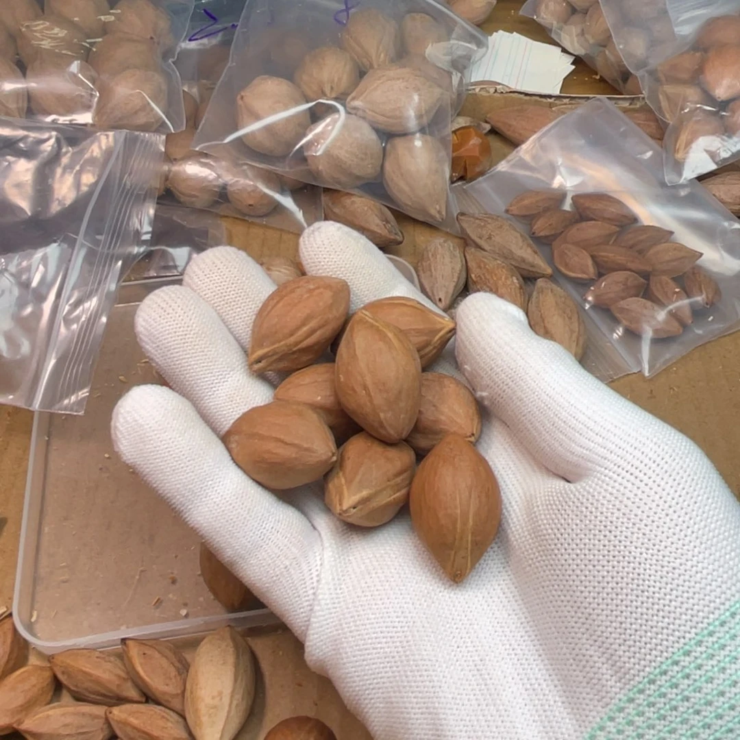 小****手串/手链橄榄核1