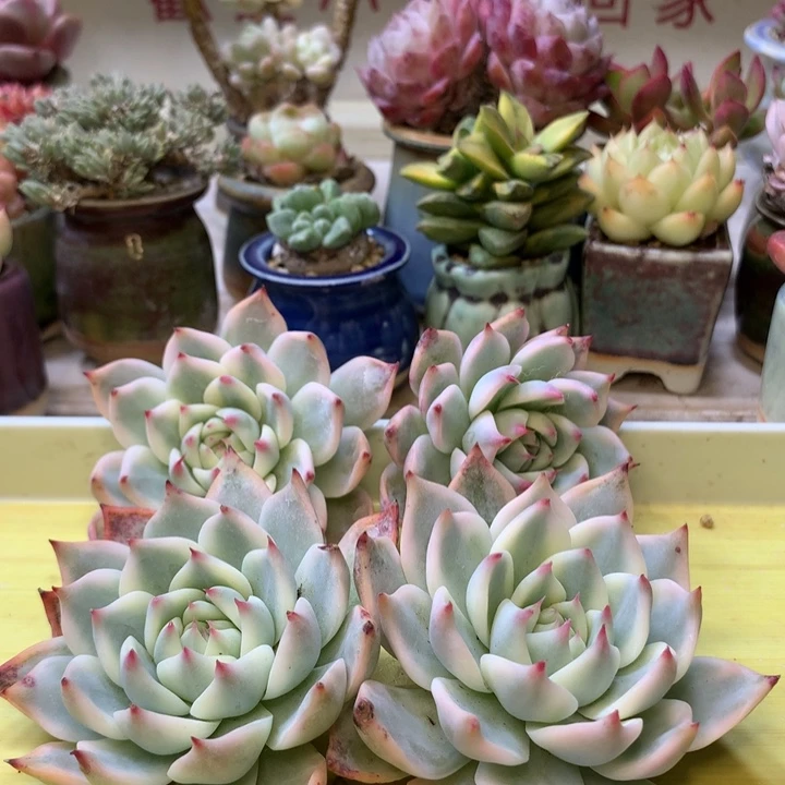 吉娃娃锦单头脱土发