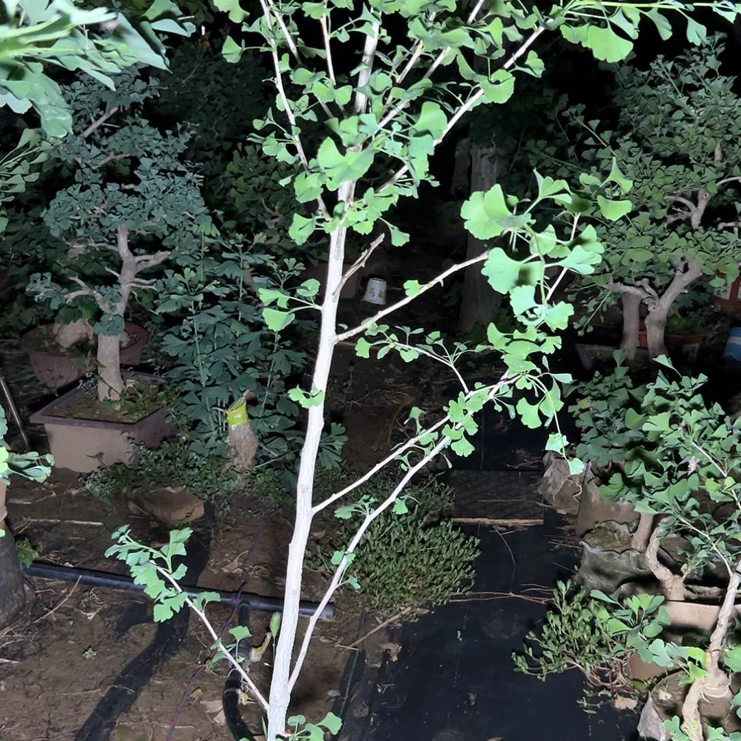 阳***。无花朵银杏树苗一颗